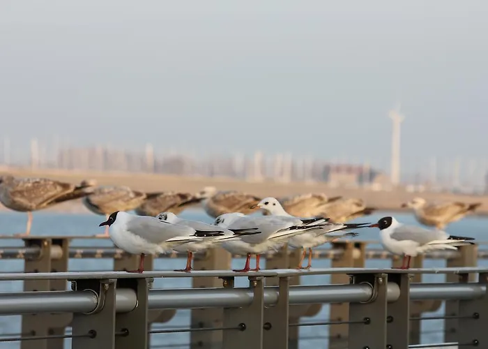 Apartment Casino Nieuwpoort